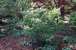 Wilson's Pink Dwarf Japanese Maple (Acer palmatum 'Wilson's Pink Dwarf') at Stonegate Gardens