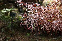 Hubb's Red Willow Japanese Maple (Acer palmatum 'Hubb's Red Willow') at A Very Successful Garden Center