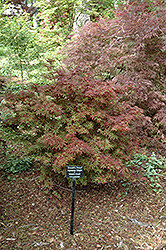 Brandt's Dwarf Japanese Maple (Acer palmatum 'Brandt's Dwarf') at Lakeshore Garden Centres