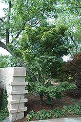 Tobiosho Japanese Maple (Acer palmatum 'Tobiosho') at A Very Successful Garden Center