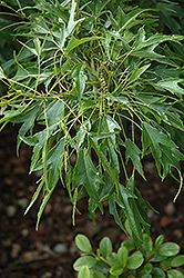 Mino Yatsubusa Trident Maple (Acer buergerianum 'Mino Yatsubusa') at Lakeshore Garden Centres
