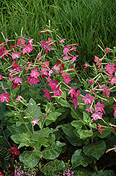 Perfume Bright Rose Flowering Tobacco (Nicotiana 'Perfume Bright Rose') at A Very Successful Garden Center