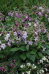 Perfume Purple Flowering Tobacco (Nicotiana 'Perfume Purple') at Lakeshore Garden Centres