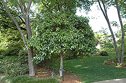 Lusterleaf Holly (Ilex latifolia) at A Very Successful Garden Center