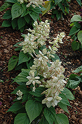 Vista White Sage (Salvia splendens 'PAS3296') at A Very Successful Garden Center
