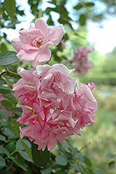 Climbing Pinkie Rose (Rosa 'Climbing Pinkie') at A Very Successful Garden Center