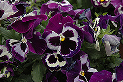Delta Violet With Face Pansy (Viola x wittrockiana 'Delta Violet With Face') at Lakeshore Garden Centres