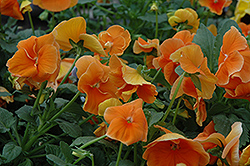 Delta Pure Deep Orange Pansy (Viola x wittrockiana 'Delta Pure Deep Orange') at Lakeshore Garden Centres