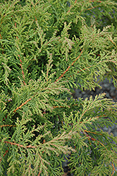 Fuzzball Siberian Carpet Cypress (Microbiota decussata 'Condavis') at Lakeshore Garden Centres