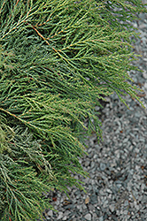 Drew's Blue Siberian Carpet Cypress (Microbiota decussata 'Condrew') at Lakeshore Garden Centres