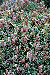 Bambino Dwarf Austrian Pine (Pinus nigra 'Bambino') at Lakeshore Garden Centres