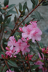 Aglo Rhododendron (Rhododendron 'Aglo') at A Very Successful Garden Center