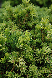 Tompa Dwarf Spruce (Picea abies 'Tompa') at Lakeshore Garden Centres