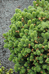 Roundabout Blue Spruce (Picea pungens 'Roundabout') at A Very Successful Garden Center