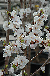 Moongold Apricot (Prunus 'Moongold') at A Very Successful Garden Center