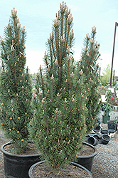 Komet Dwarf Austrian Pine (Pinus nigra 'Komet') at Stonegate Gardens