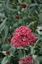 Red Valerian (Centranthus ruber var. coccineus) at A Very Successful Garden Center