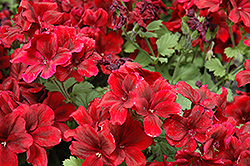 Aristo Velvet Red Geranium (Pelargonium 'Aristo Velvet Red') at A Very Successful Garden Center