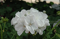 Classic White Geranium (Pelargonium 'Classic White') at A Very Successful Garden Center