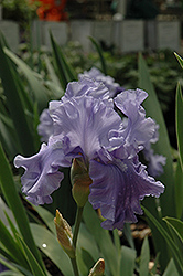Abiqua Falls Iris (Iris 'Abiqua Falls') at A Very Successful Garden Center