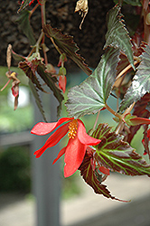 Million Kisses Amour Begonia (Begonia 'Yamour') at A Very Successful Garden Center