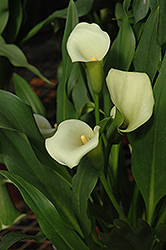 Intimate Ivory Calla Lily (Zantedeschia 'Intimate Ivory') at Lakeshore Garden Centres