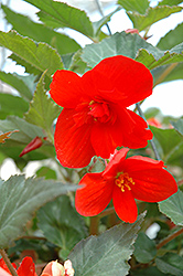 Illumination Orange Begonia (Begonia 'Illumination Orange') at A Very Successful Garden Center