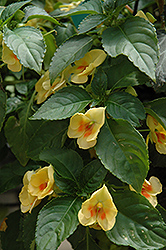 Fusion Glow Yellow Impatiens (Impatiens 'Fusion Glow Yellow') at A Very Successful Garden Center
