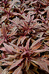 ColorBlaze Velvet Mocha Coleus (Solenostemon scutellarioides 'Velvet Mocha') at Lakeshore Garden Centres