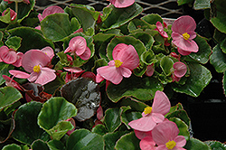Super Olympia Pink Begonia (Begonia 'Super Olympia Pink') at A Very Successful Garden Center