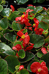 Super Olympia Red Begonia (Begonia 'Super Olympia Red') at A Very Successful Garden Center