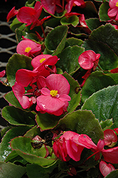 Super Olympia Rose Begonia (Begonia 'Super Olympia Rose') at A Very Successful Garden Center