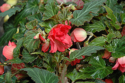Bon Bon Cherry Begonia (Begonia boliviensis 'Yachbon') at A Very Successful Garden Center