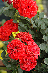 Autumn Sunblaze Rose (Rosa 'Meiferjac') at A Very Successful Garden Center