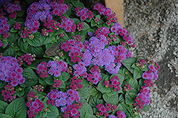 Artist Blue Violet Flossflower (Ageratum 'Artist Blue Violet') at A Very Successful Garden Center