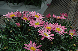 Angelic Giant Pink Marguerite Daisy (Argyranthemum frutescens 'Angelic Giant Pink') at Lakeshore Garden Centres