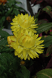 Helica Yellow Strawflower (Bracteantha bracteata 'Helica Yellow') at A Very Successful Garden Center