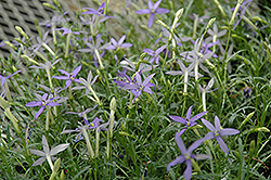 Beth's Blue Laurentia (Isotoma axillaris 'Beth's Blue') at A Very Successful Garden Center