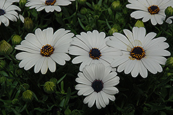 Serenity White African Daisy (Osteospermum 'Serenity White') at A Very Successful Garden Center