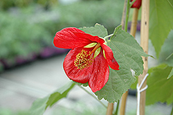 Super Red Flowering Maple (Abutilon 'Moned') at A Very Successful Garden Center
