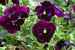 Colossus Neon Violet Pansy (Viola 'Colossus Neon Violet') at A Very Successful Garden Center