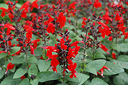 Forest Fire Sage (Salvia coccinea 'Forest Fire') at A Very Successful Garden Center