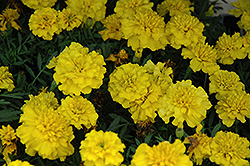 Boy Yellow Marigold (Tagetes patula 'Boy Yellow') at A Very Successful Garden Center