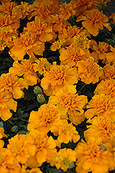 Janie Tangerine Marigold (Tagetes patula 'Janie Tangerine') at The Mustard Seed