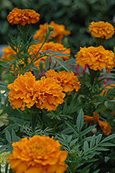 Cortez Orange Marigold (Tagetes erecta 'Cortez Orange') at A Very Successful Garden Center