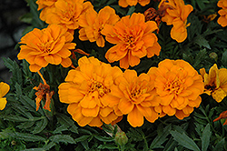 Durango Tangerine Marigold (Tagetes patula 'Durango Tangerine') at A Very Successful Garden Center