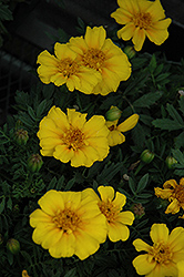 Disco Yellow Marigold (Tagetes patula 'Disco Yellow') at The Mustard Seed