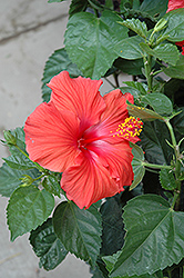 President Hibiscus (Hibiscus rosa-sinensis 'President') at A Very Successful Garden Center