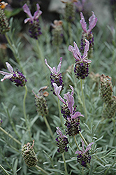Larkman Hazel Spanish Lavender (Lavandula stoechas 'Larkman Hazel') at Stonegate Gardens
