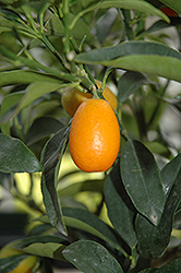 Nagami Kumquat (Citrus japonica 'Nagami') at A Very Successful Garden Center